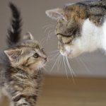 Alerte : Découvrez les plantes médicinales qui peuvent tuer votre chat en quelques secondes seulement !
