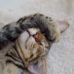 Alerte ! Découvrez les produits de jardinage naturels qui mettent en danger nos adorables boules de poils !