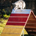 Alerte ! Découvrez les signes choquants de l&rsquo;insuffisance cardiaque chez votre chien !