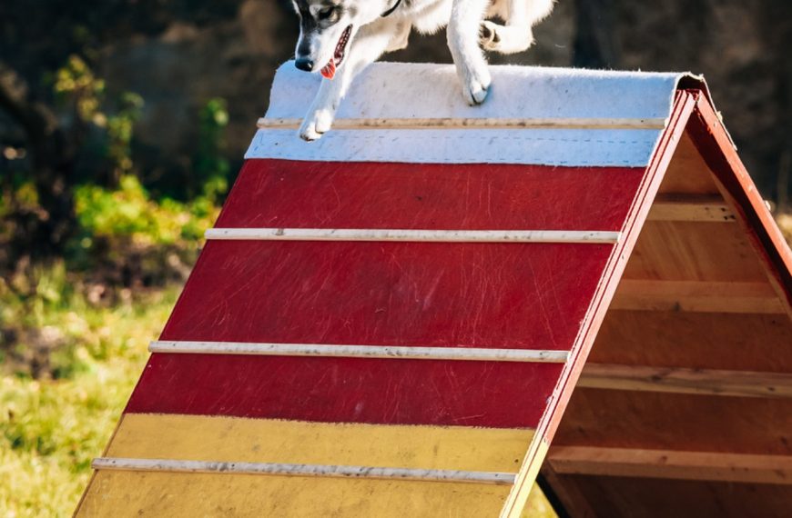 Alerte ! Découvrez les signes choquants de l&rsquo;insuffisance cardiaque chez votre chien !