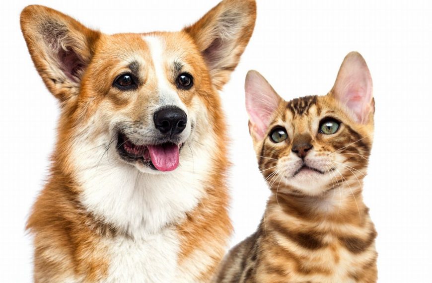 Alerte : Découvrez les signes inquiétants de la pancréatite chez votre chien !