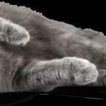 Alerte ! Découvrez les signes révélateurs de problèmes oculaires chez les chats – Ne passez pas à côté de ces symptômes !
