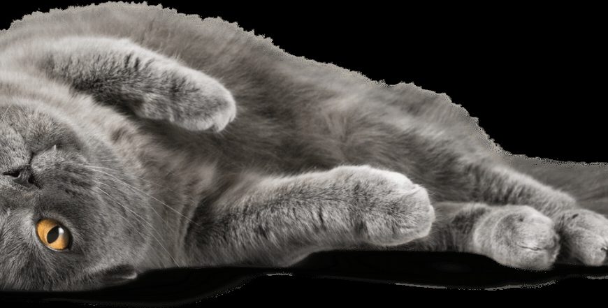 Alerte ! Découvrez les signes révélateurs de problèmes oculaires chez les chats – Ne passez pas à côté de ces symptômes !