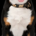 Alerte : Découvrez pourquoi la prévention des problèmes de reins chez votre chien est CRUCIALE !