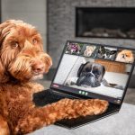 Alerte ! Les 7 signes de la colite chez votre chien que vous ne pouvez pas ignorer !