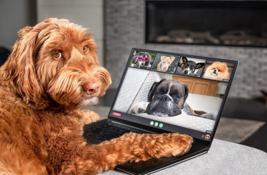 Alerte ! Les 7 signes de la colite chez votre chien que vous ne pouvez pas ignorer !