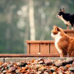 Alerte ! Les produits cosmétiques mettent en danger nos adorables chats Découvrez les risques et les précautions à prendre !
