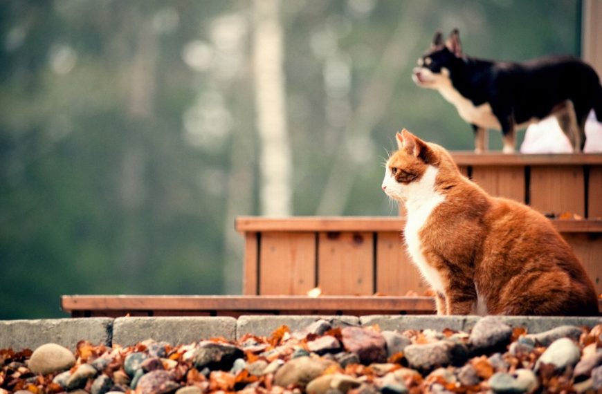 Alerte ! Les produits cosmétiques mettent en danger nos adorables chats Découvrez les risques et les précautions à prendre !