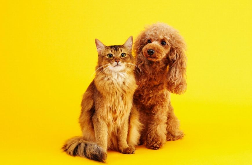 Alerte ! Les produits de jardinage mettent en danger nos adorables chats Découvrez les effets néfastes auxquels ils sont exposés !