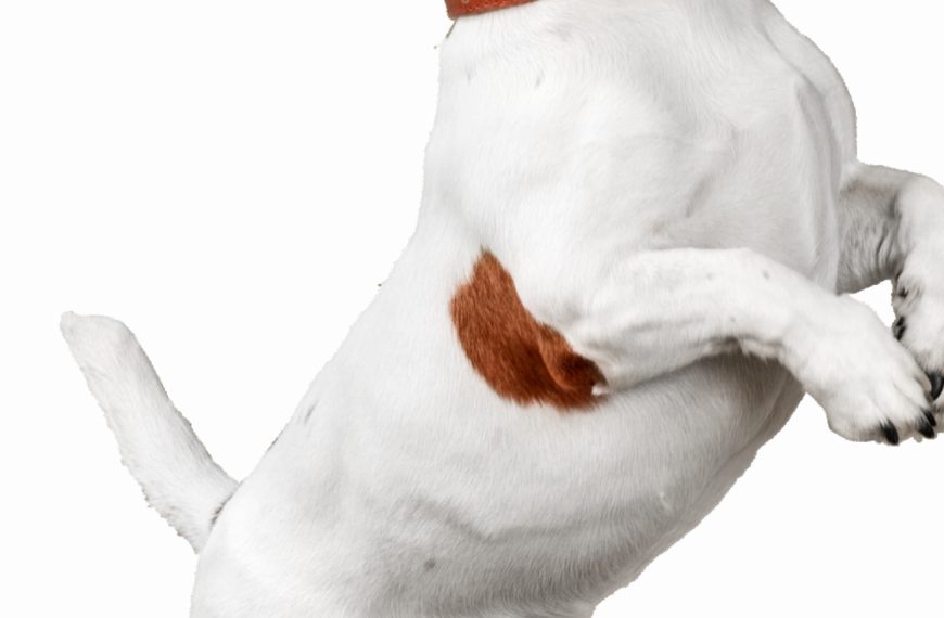 Alerte : Les signes cachés de la maladie de Cushing chez votre chien ! Découvrez comment les repérer !