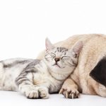 Alerte ! Les signes choquants de l&rsquo;hypothyroïdie chez le chien que vous devez connaître !
