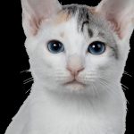 American Bobtail : guide race de chat