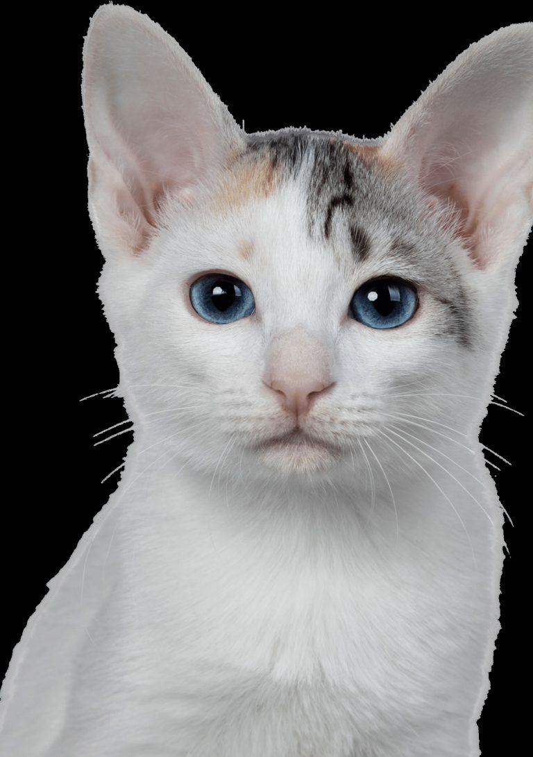 American Bobtail : guide race de chat