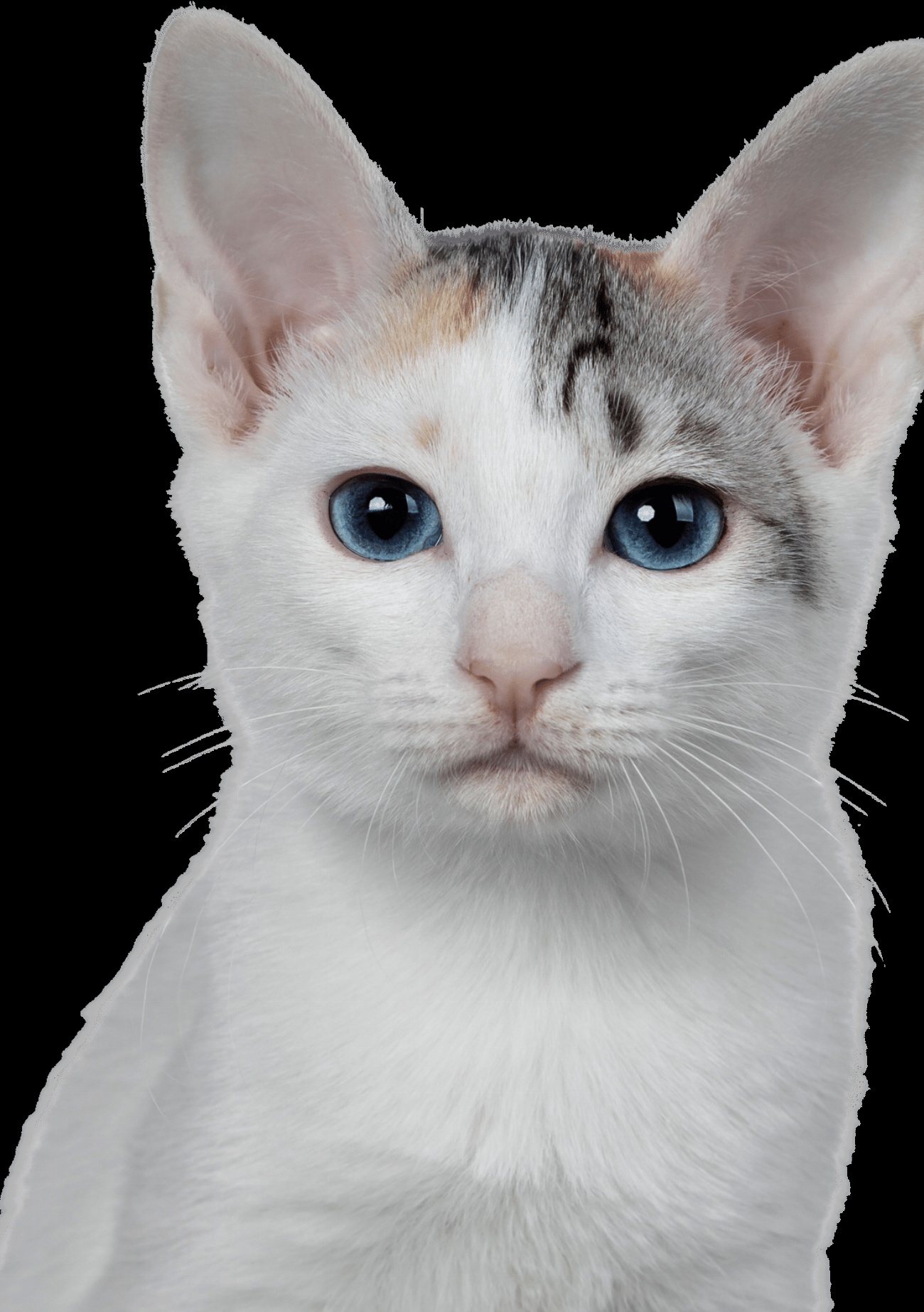 American Bobtail : guide race de chat