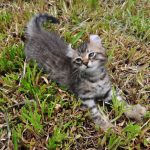 American Curl : guide race de chat