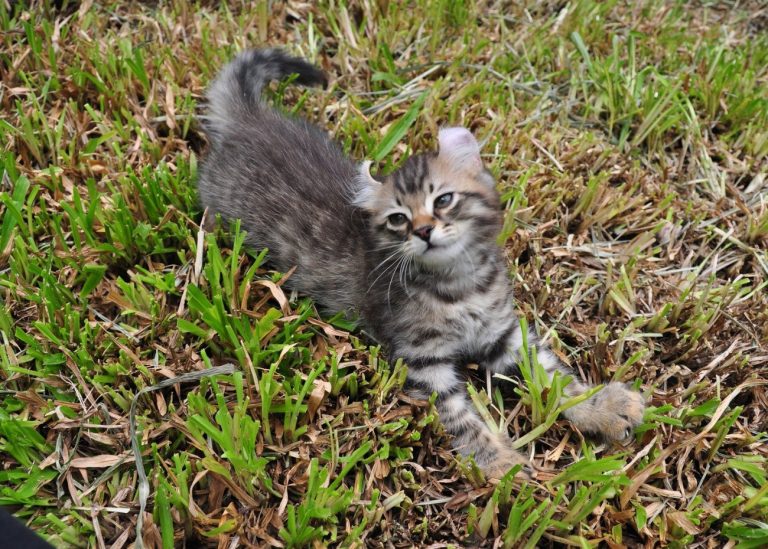 American Curl : guide race de chat