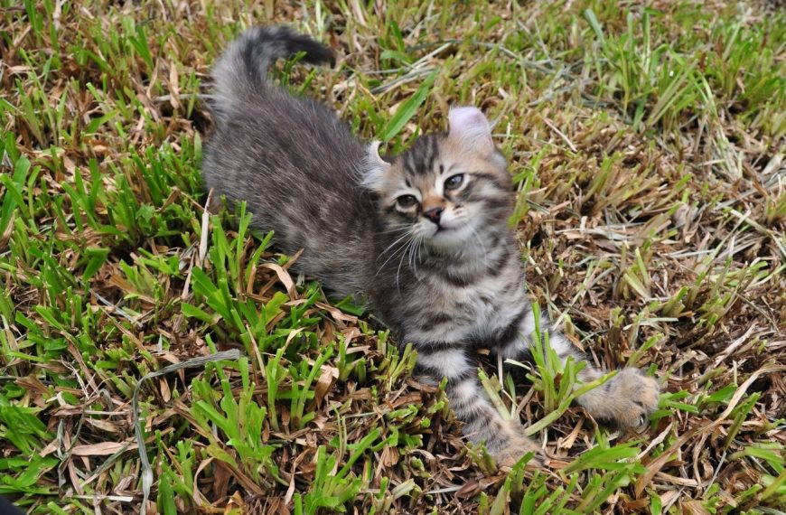 American Curl : guide race de chat