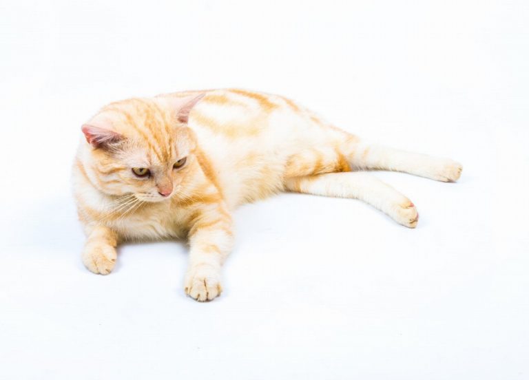 American Shorthair : guide race de chat