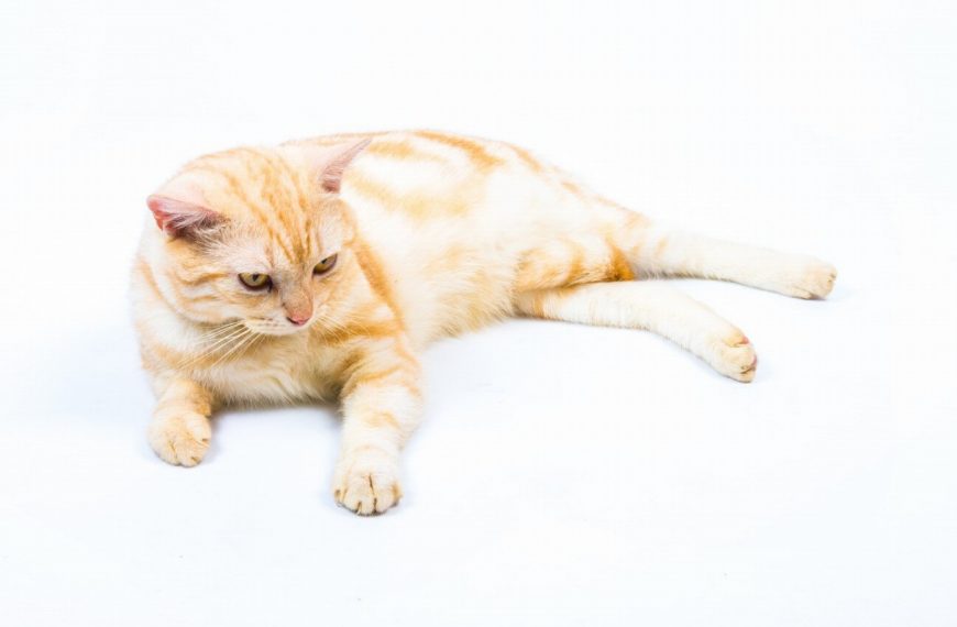 American Shorthair : guide race de chat
