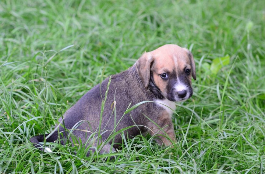 American Staffordshire Terrier : guide race de chien