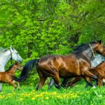 American Warmblood : guide race de cheval