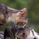 American Wirehair : guide race de chat