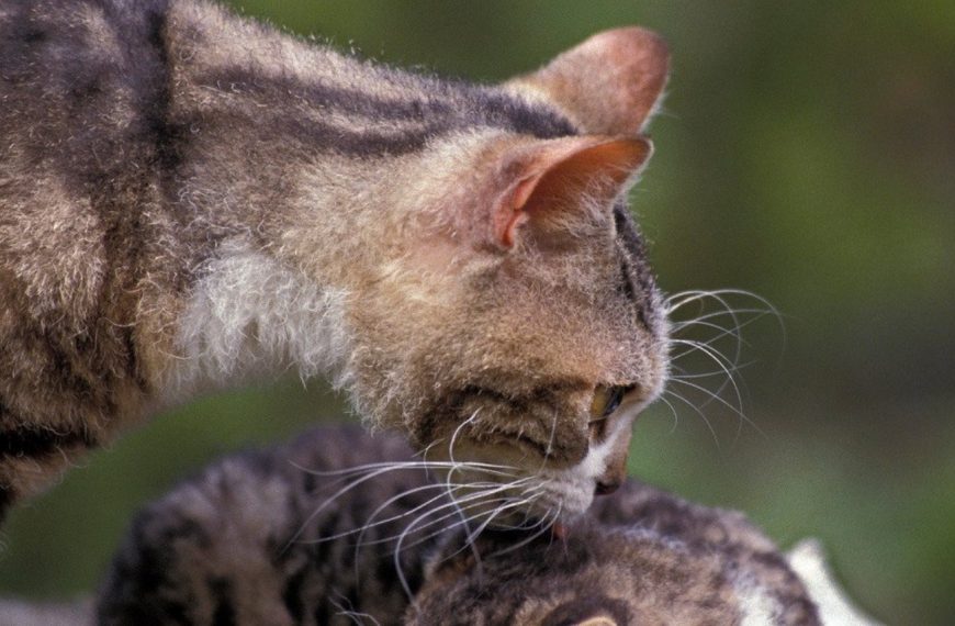 American Wirehair : guide race de chat
