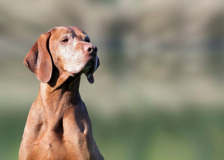 Ancien chien d’arrêt danois : guide race de…
