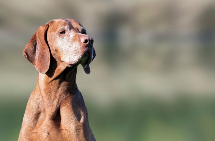 Ancien chien d&rsquo;arrêt danois : guide race de chien