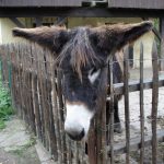 Âne Baudet du Poitou : guide race de cheval