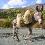 Âne bourbonnais : guide race de cheval