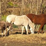 Âne normand : guide race de cheval