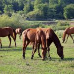 Anglo-Arabe : guide race de cheval