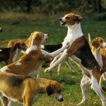 Anglo-Français de Petite Vènerie : guide race de chien
