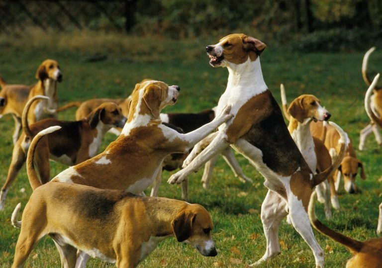 Anglo-Français de Petite Vènerie : guide race de…
