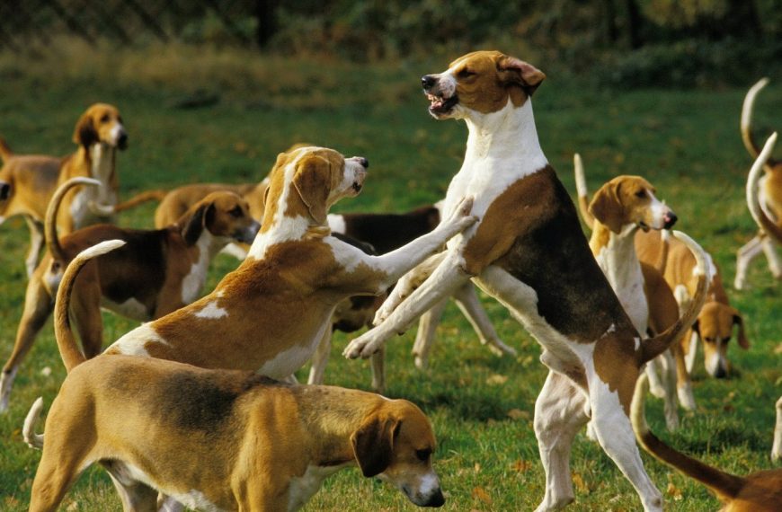 Anglo-Français de Petite Vènerie : guide race de chien