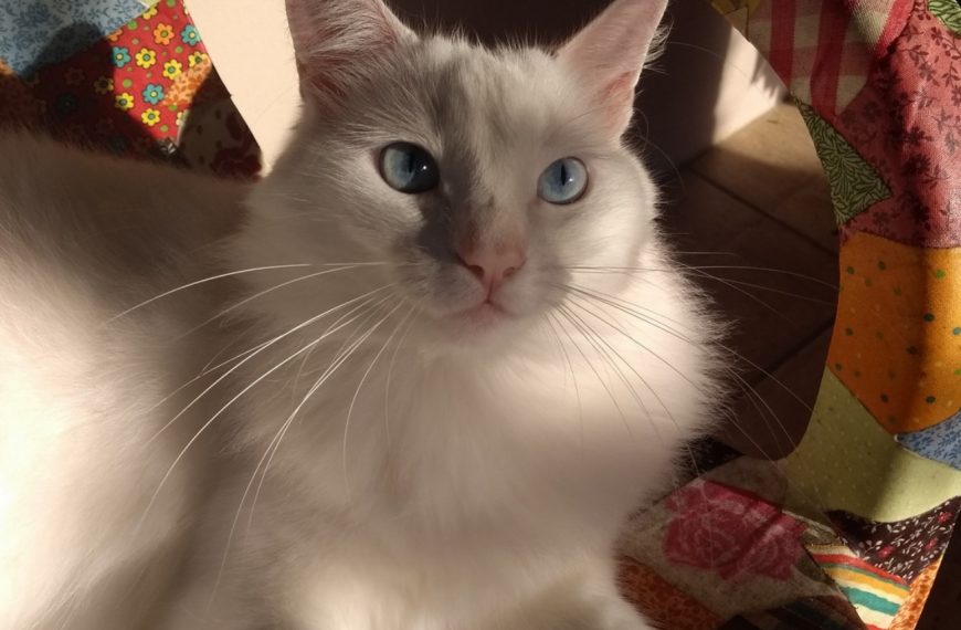 Angora Turc : guide race de chat