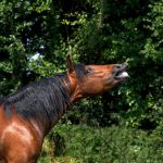 Appaloosa : guide race de cheval