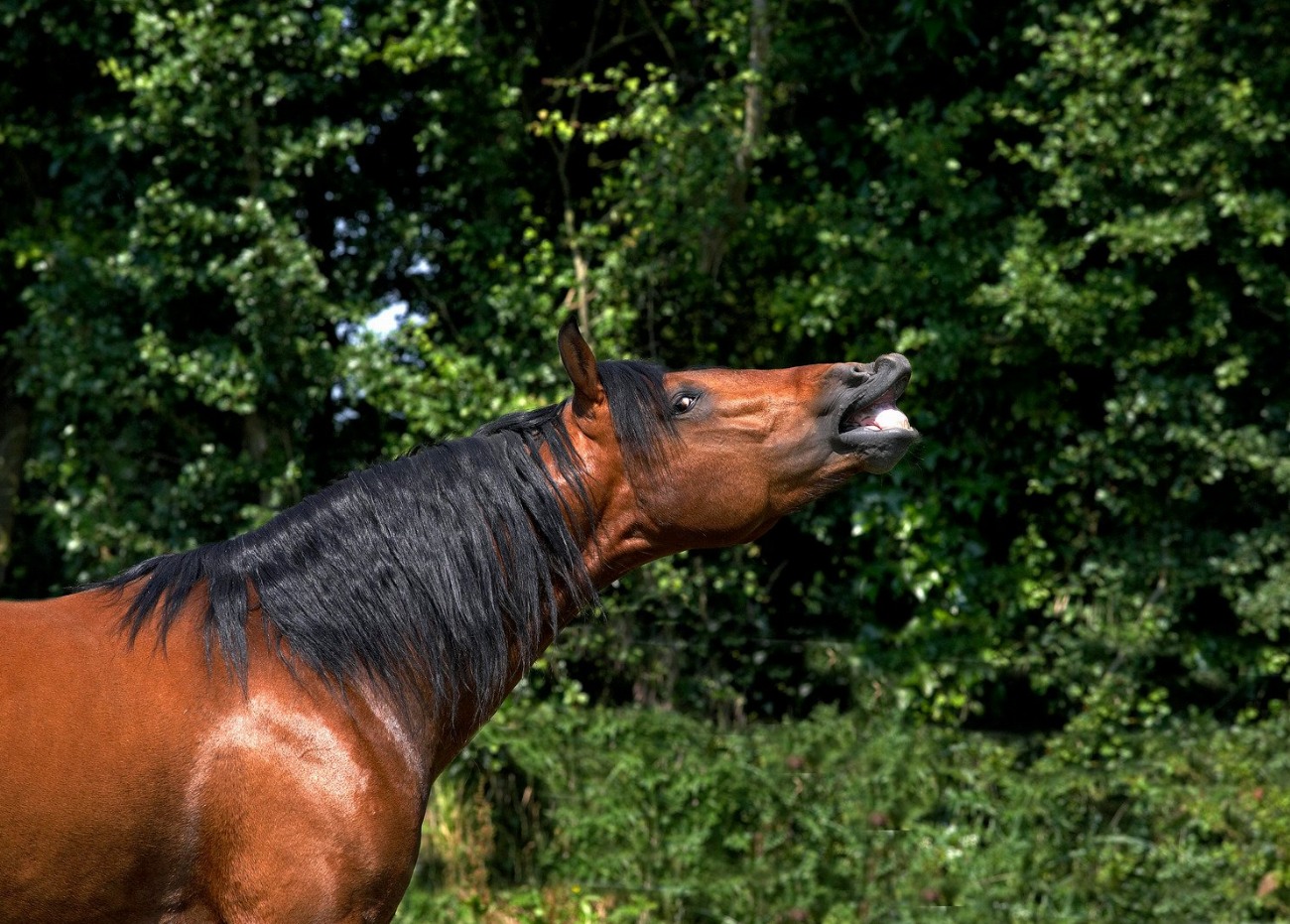 Appaloosa : guide race de cheval