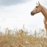AQPS : guide race de cheval