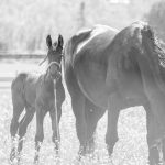 Arabo-Frison : guide race de cheval