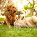 Assurance pour chiens : Comment trouver le meilleur assureur pour votre boule de poils ?
