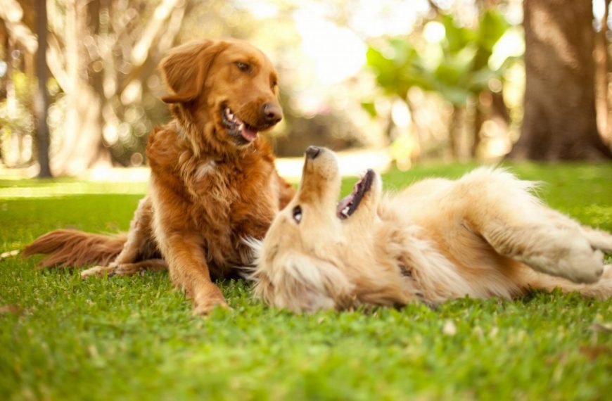 Assurance pour chiens : Comment trouver le meilleur assureur pour votre boule de poils ?