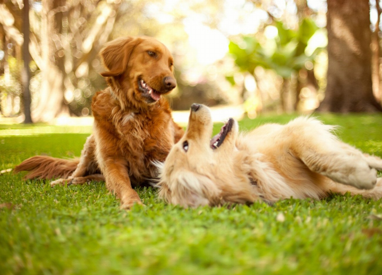 Assurance pour chiens : Comment trouver le meilleur assureur pour…