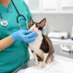 Attention aux maladies : découvrez les 3 races de chats les plus fragiles !