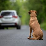 Attention aux risques : Votre chien renversé par une voiture, voici quoi faire pour le sauver !