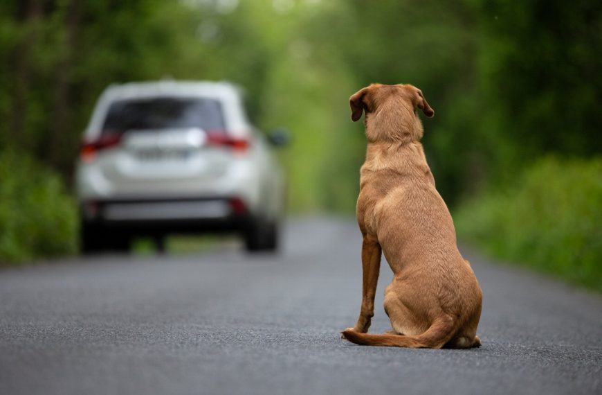 Attention aux risques : Votre chien renversé par une voiture, voici quoi faire pour le sauver !