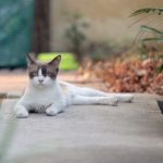 Attention ! Ces plantes peuvent tuer votre chat ! Découvrez notre guide complet pour protéger votre félin !