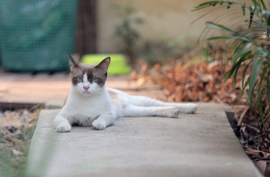 Attention ! Ces plantes peuvent tuer votre chat ! Découvrez notre guide complet pour protéger votre félin !
