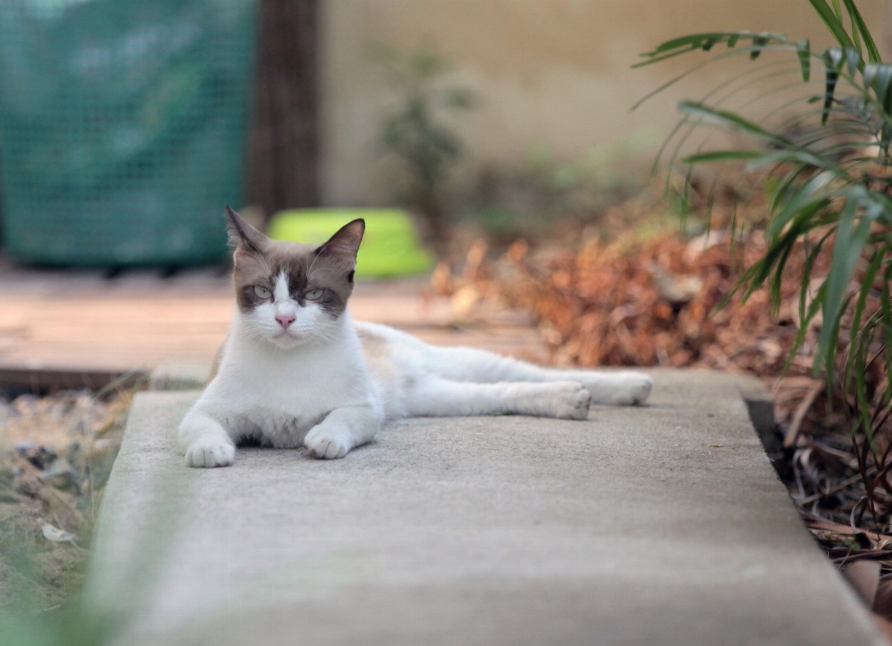 Attention ! Ces plantes peuvent tuer votre chat ! Découvrez…
